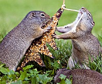 0000s_0035_archive_link_ground_squirrel_lunacy1.jpg